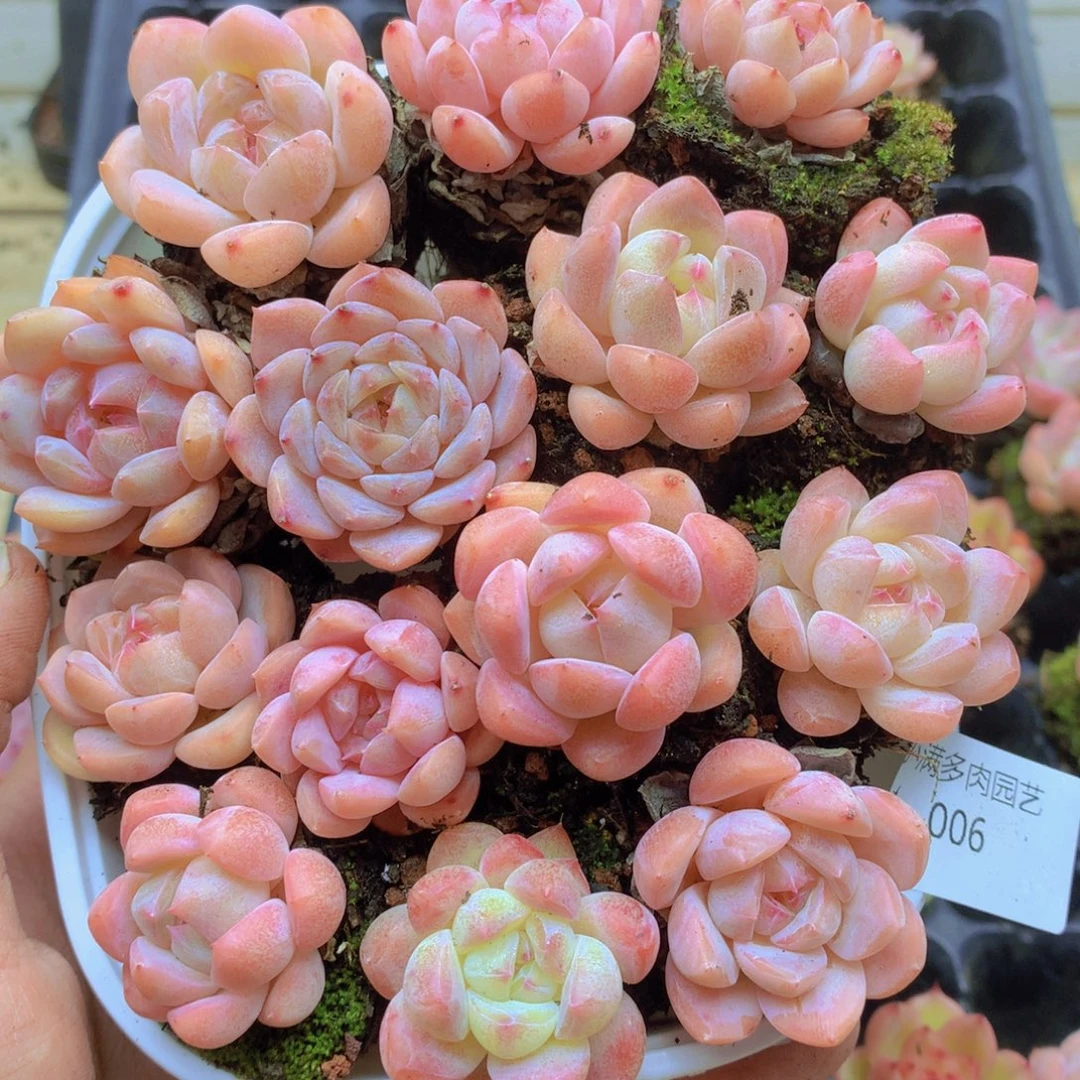 我要去看电影了啊我006