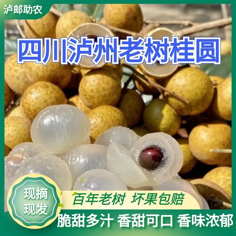 【川渝包邮】四川泸州老树桂圆现摘现发新鲜桂圆特快包邮香味浓郁