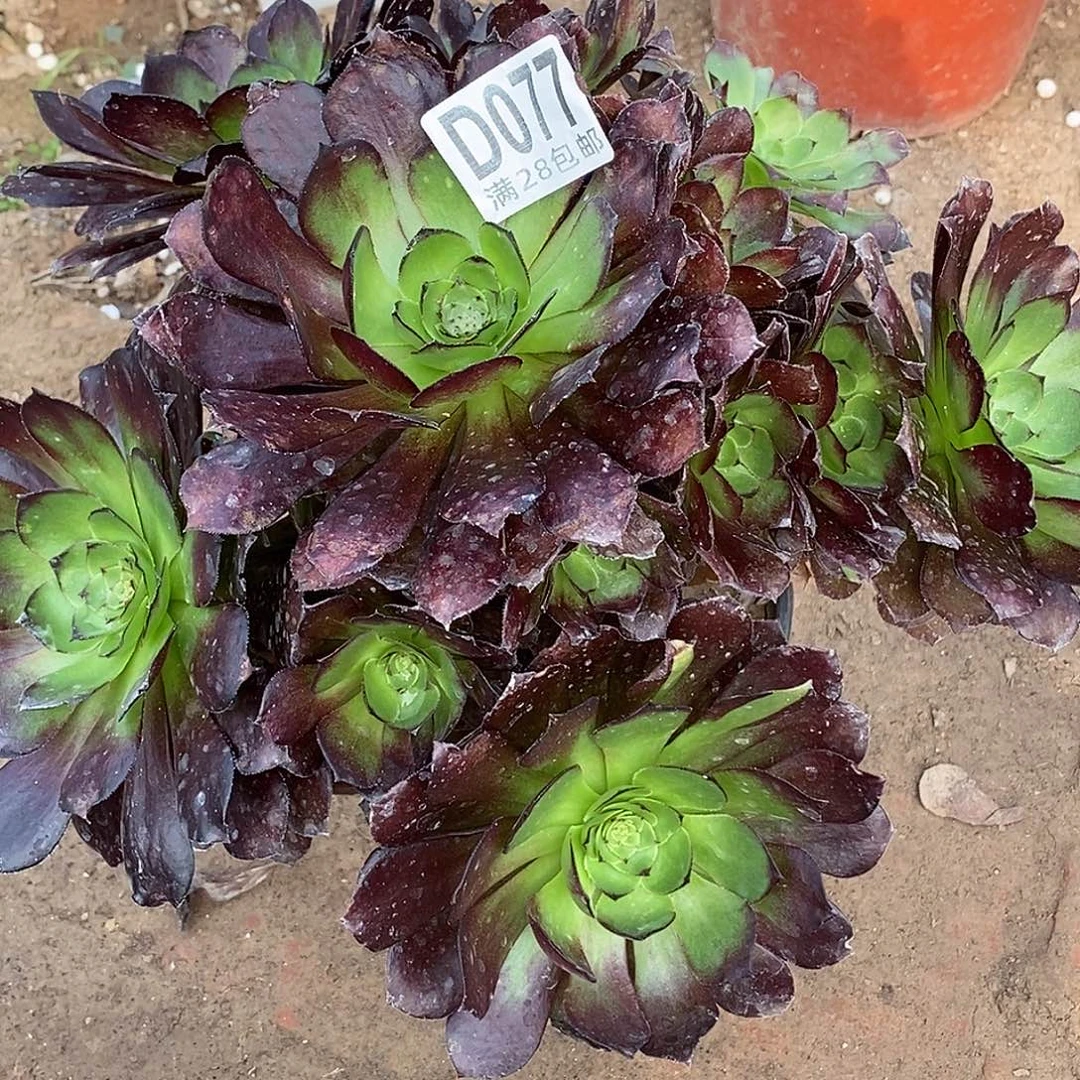 77 多肉植物不包断枝