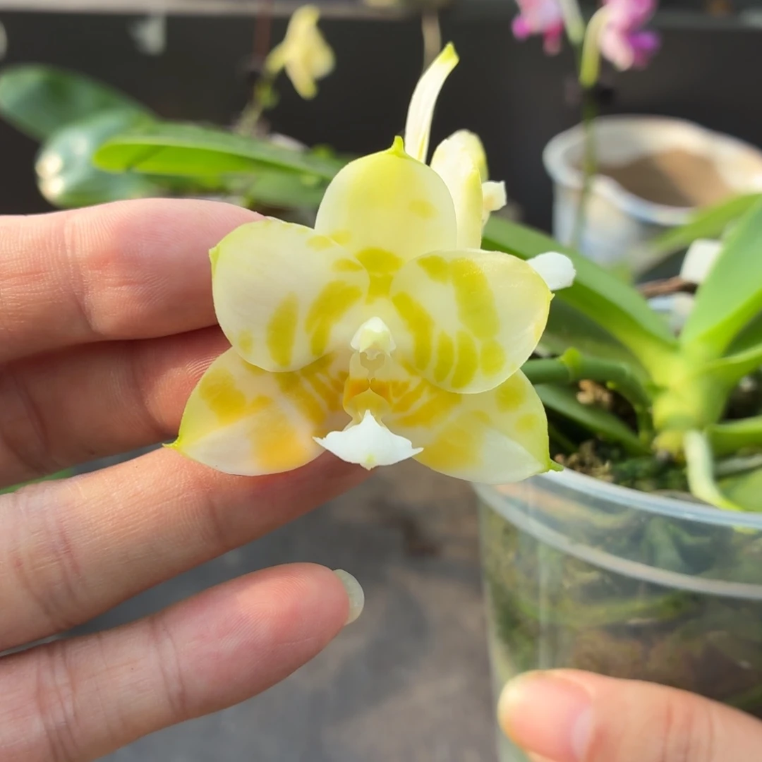 当前无花朵，栽培后可花朵A11弥陀绿老虎开花株
