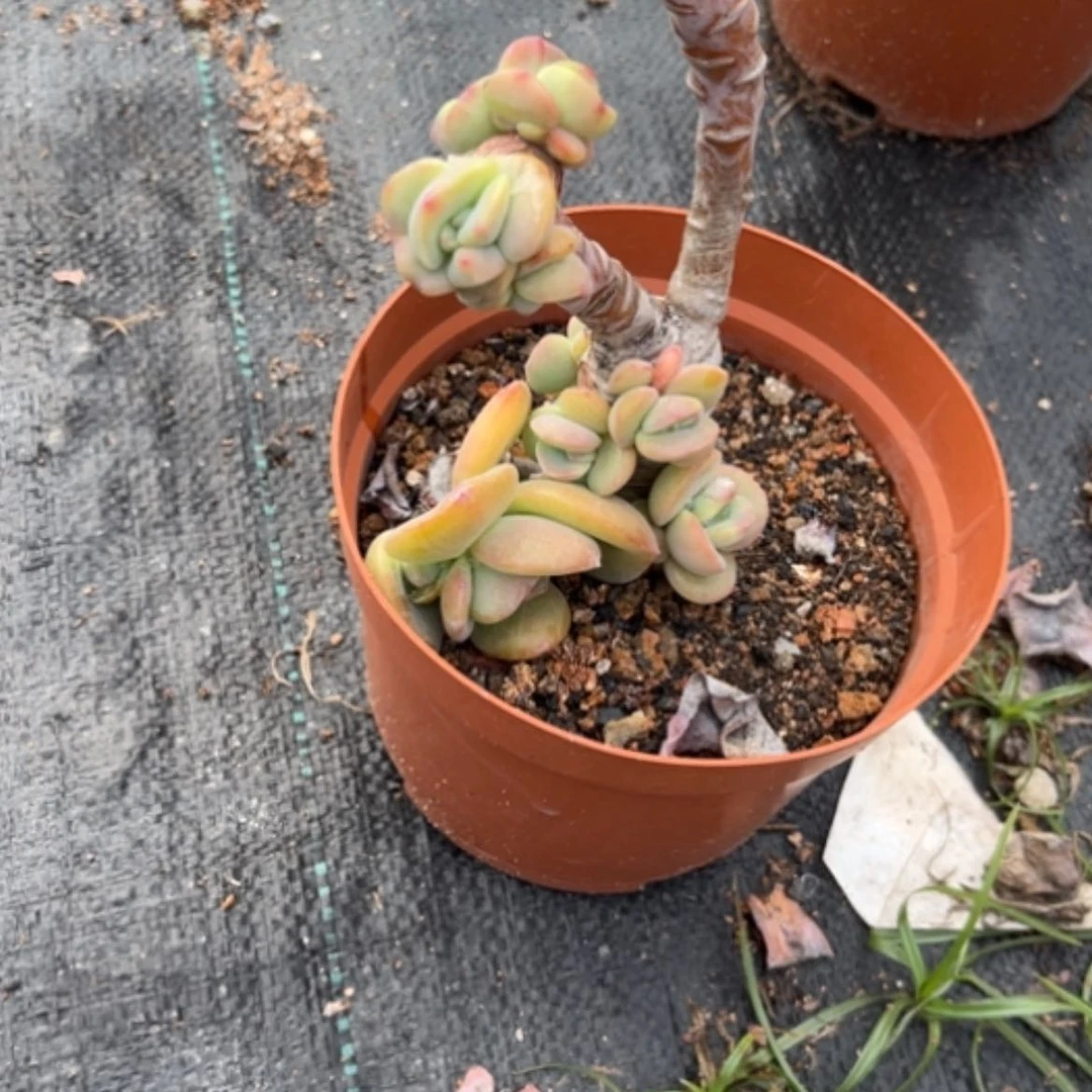 【闪购商品】静**澜白凤