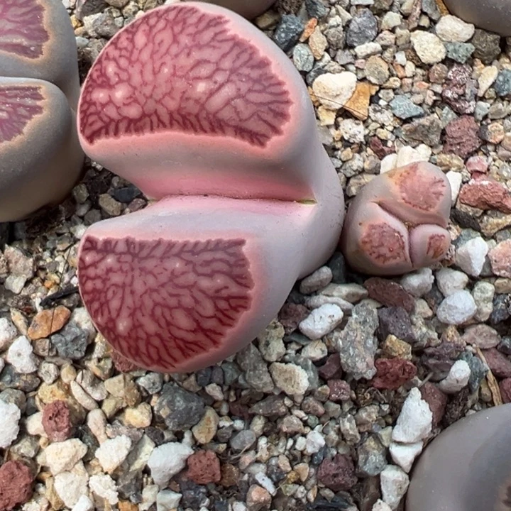 25270红窗菊大菊带奔