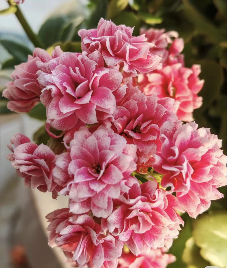 【安娜公主】120盆一代种苗长寿 稀有超大花品种 基地直发