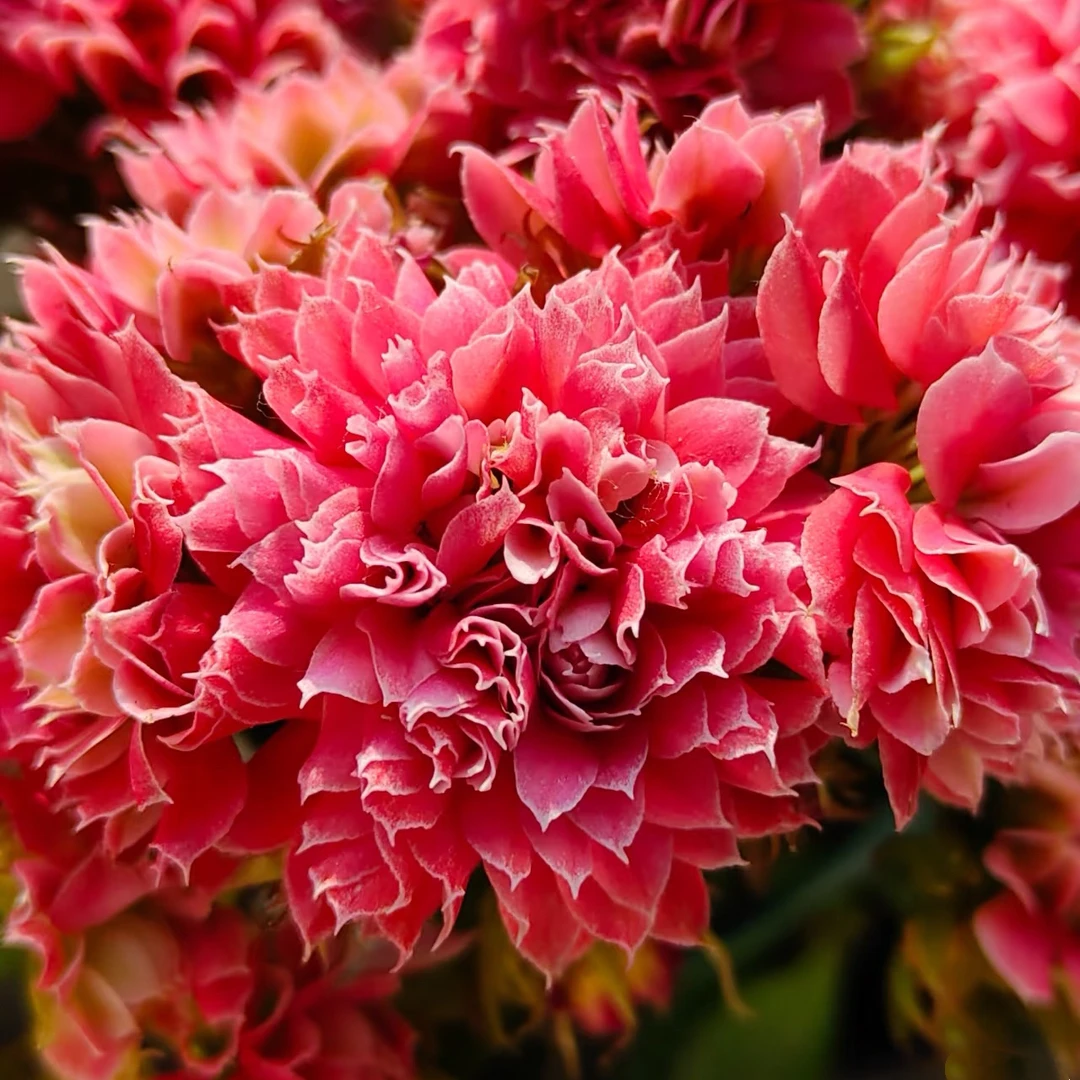 【红莲花神】110盆 精品长寿花 大花花期长