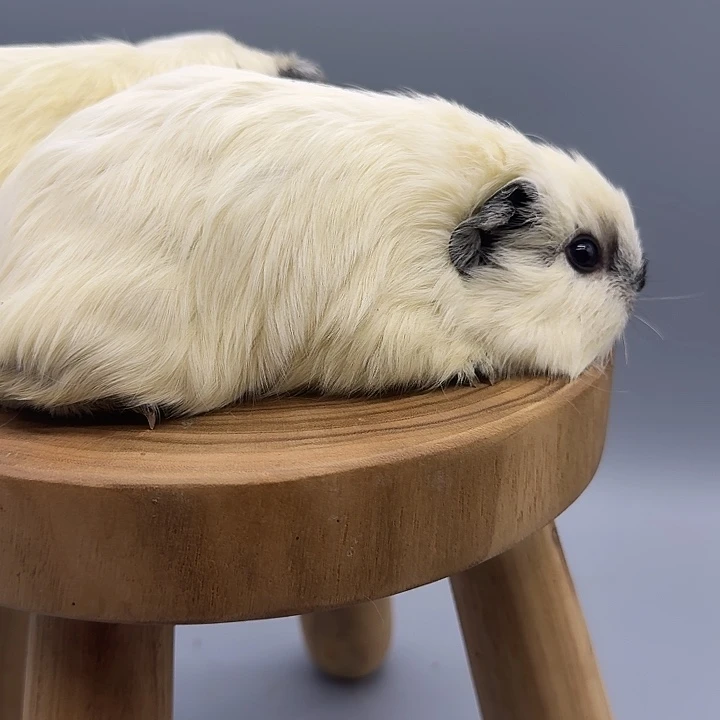 H***⁹荷兰猪白加州弟弟荷兰猪