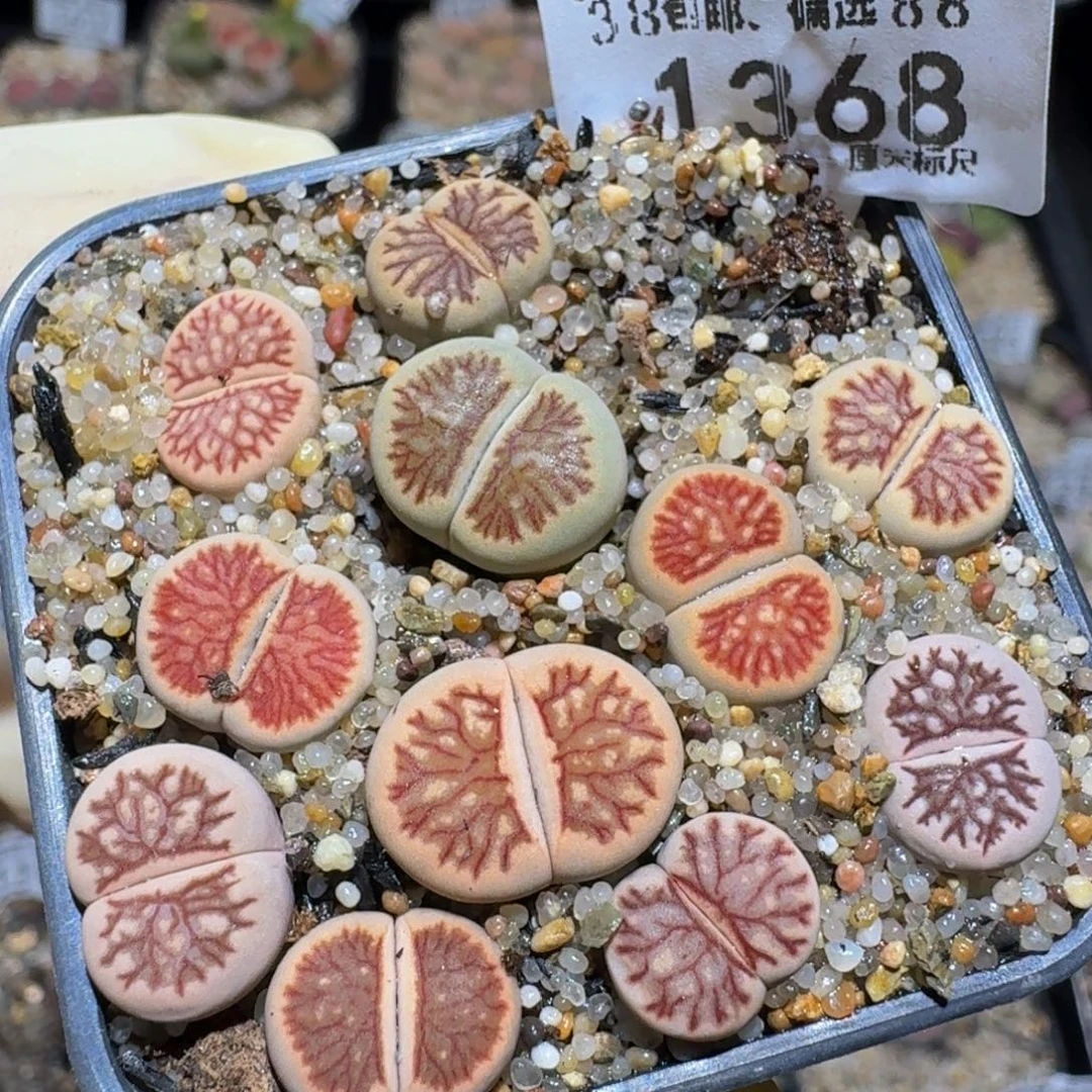 zzzz生石花肉锥1368