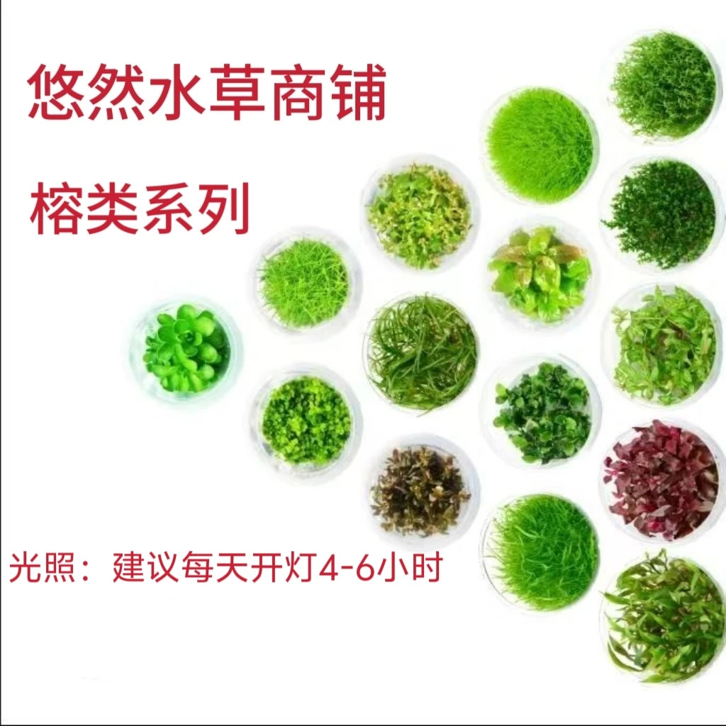 无菌杯水草 榕类