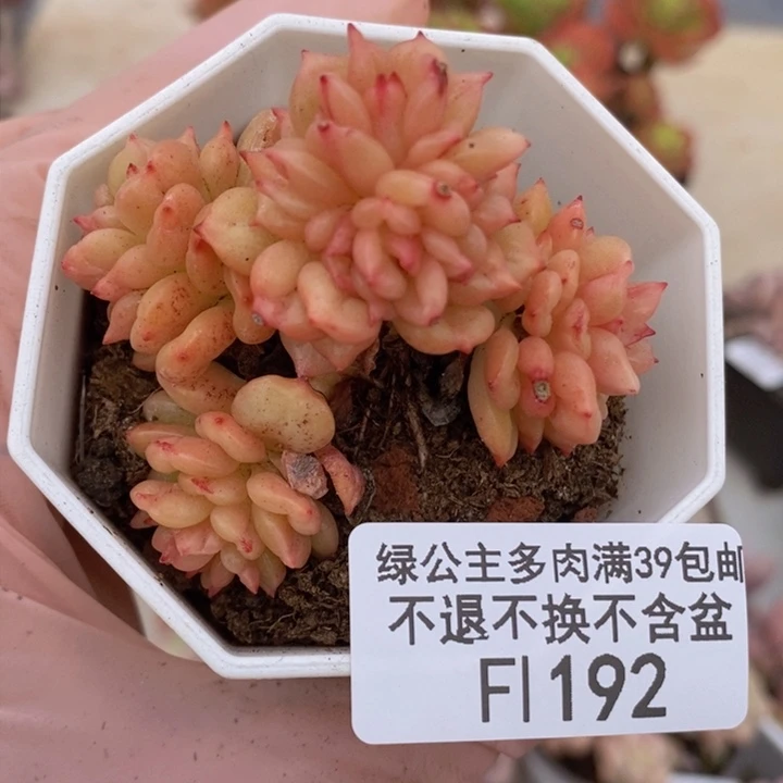 苹果花6cm192多肉植物