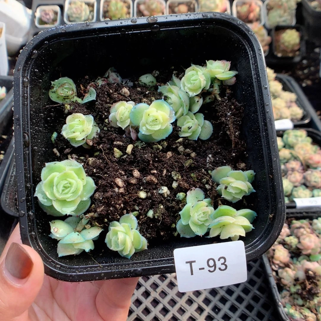 无花朵T93水晶虾饺