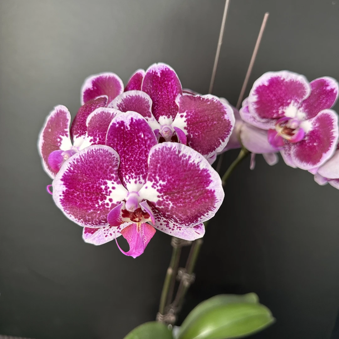 明兰花卉（昂热）3.5寸杯全花发货