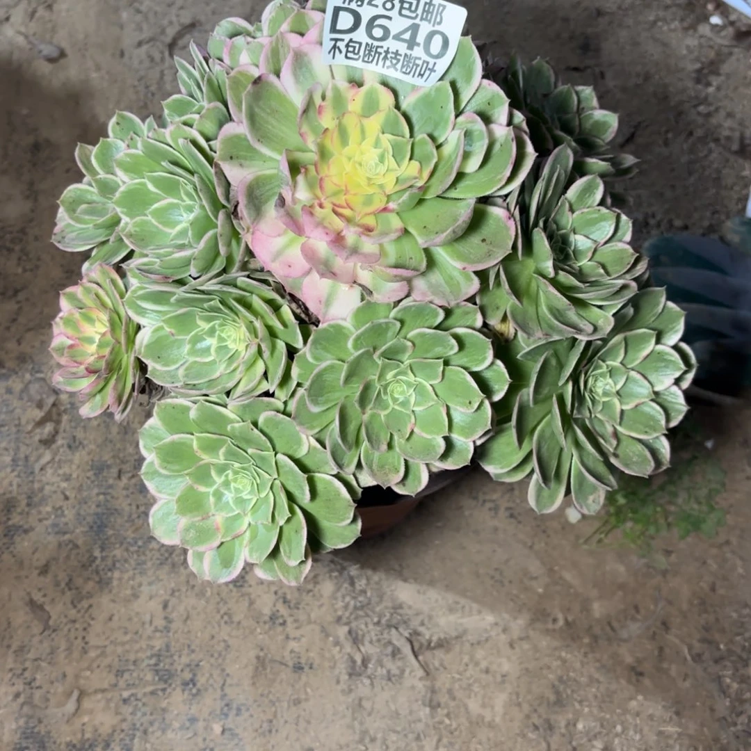 N. 640海王多肉122333