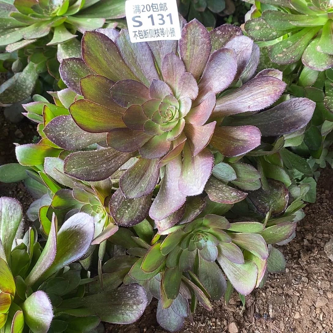 蔷*墙131花月夜多肉法师锦