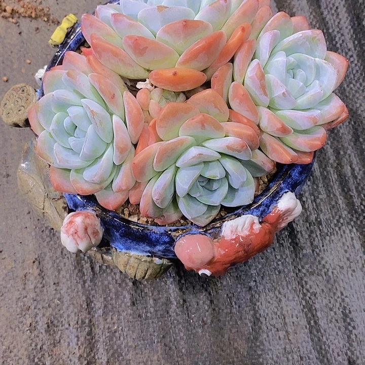 清***河冰玉多肉植物老桩