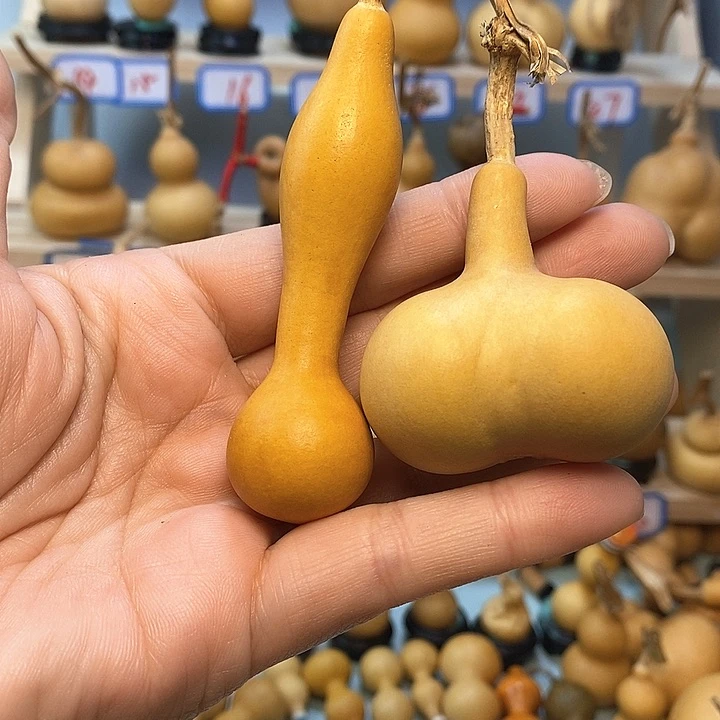 秋*直播间手把小葫芦