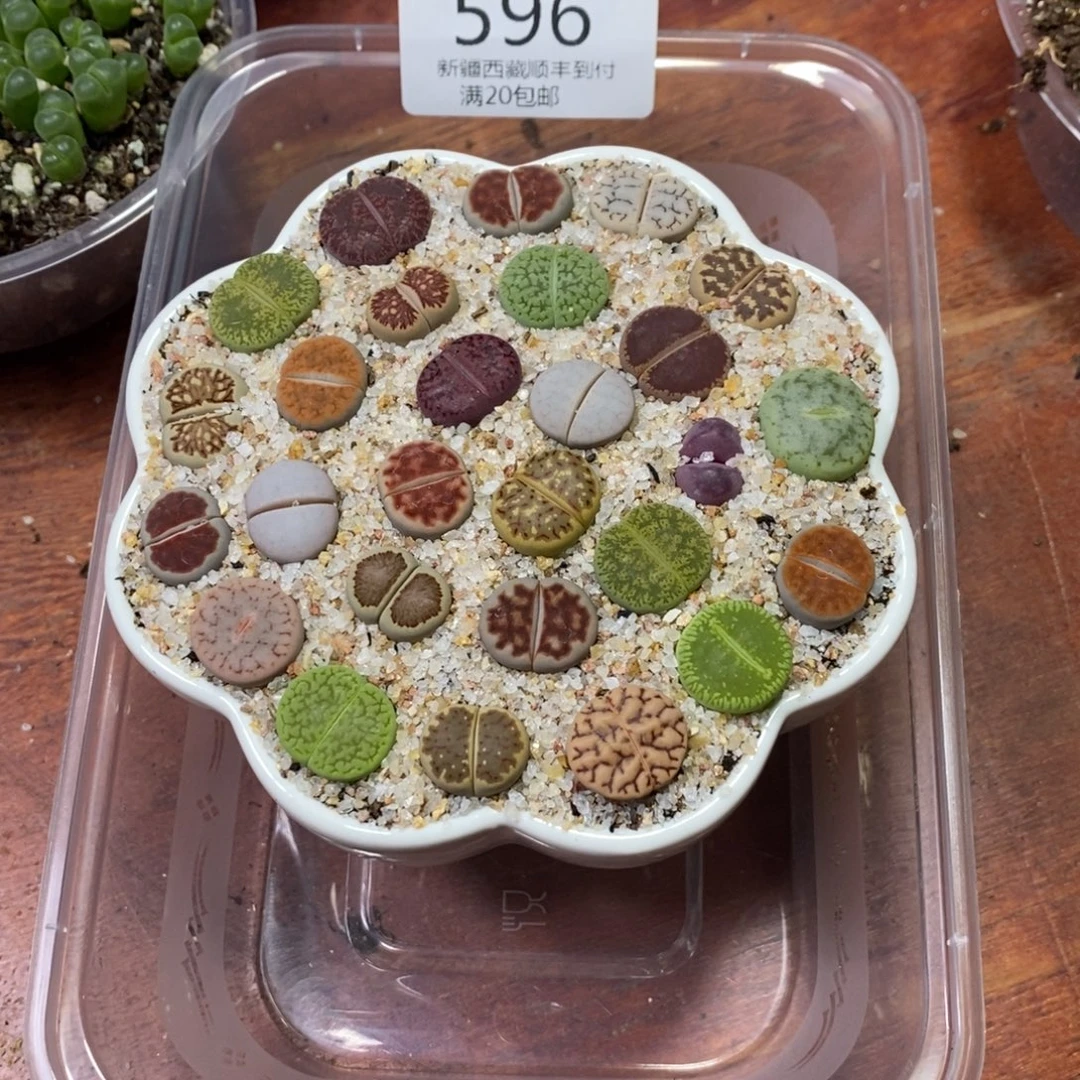 迪***儿多肉蛋炒饭，感谢您相伴596