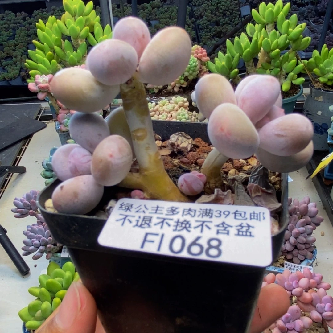 068蛋黄奶多肉6c m