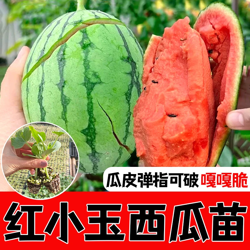 早春红玉小西瓜苗子种子孑2k无籽西瓜秧苗高产春夏播甜瓜盆栽大全