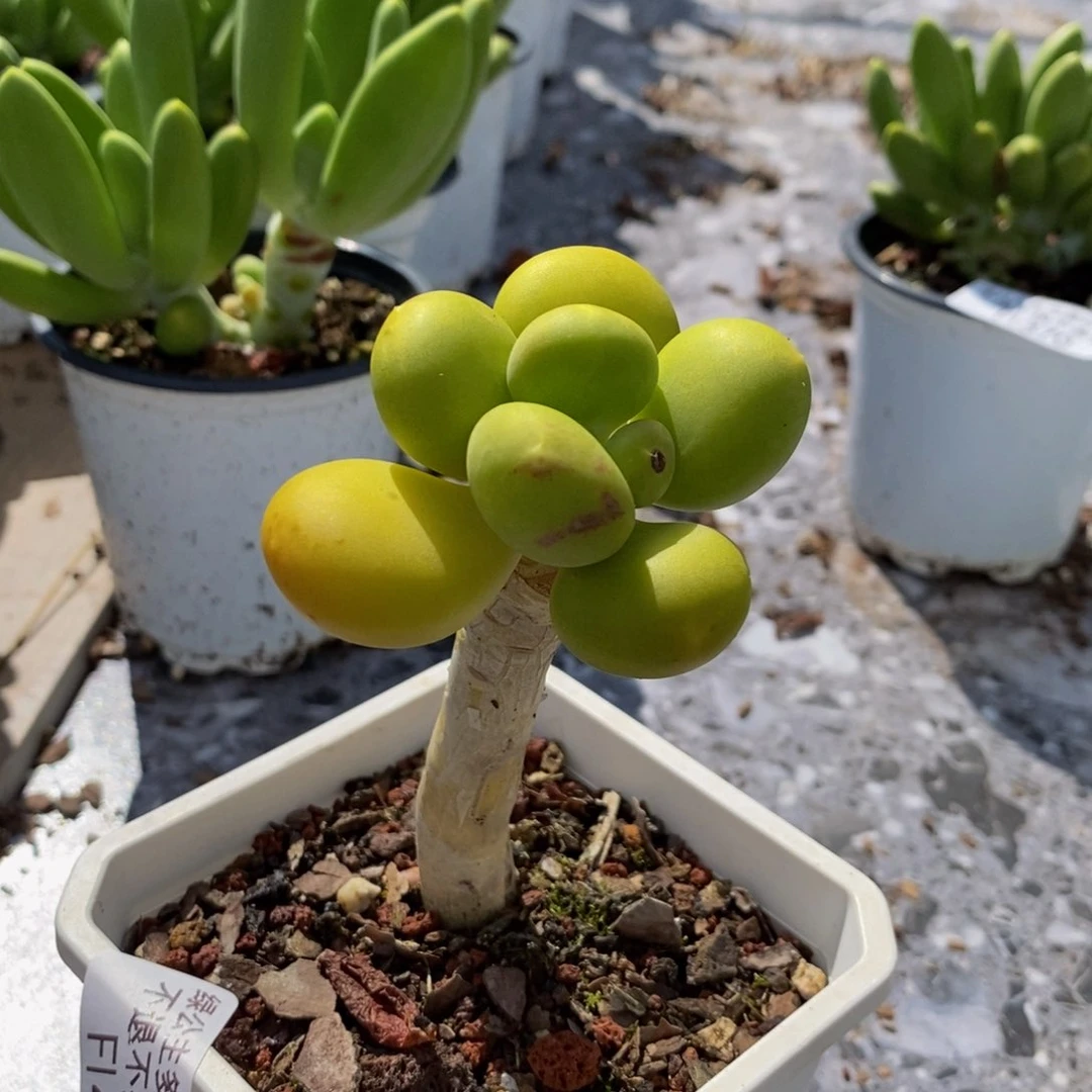 471 芒果奶金蟾5 厘米