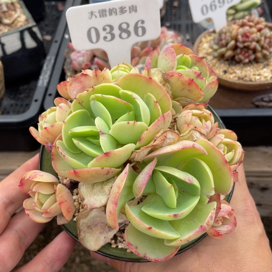 0386碧桃不带盆15厘米