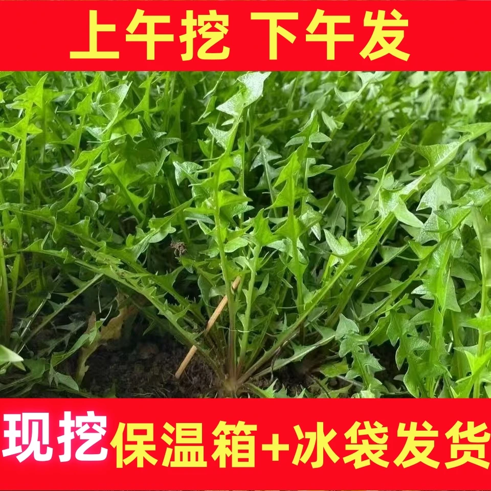 蒲公英新鲜的现挖山野菜婆婆丁花嫩叶子草东北蘸酱菜