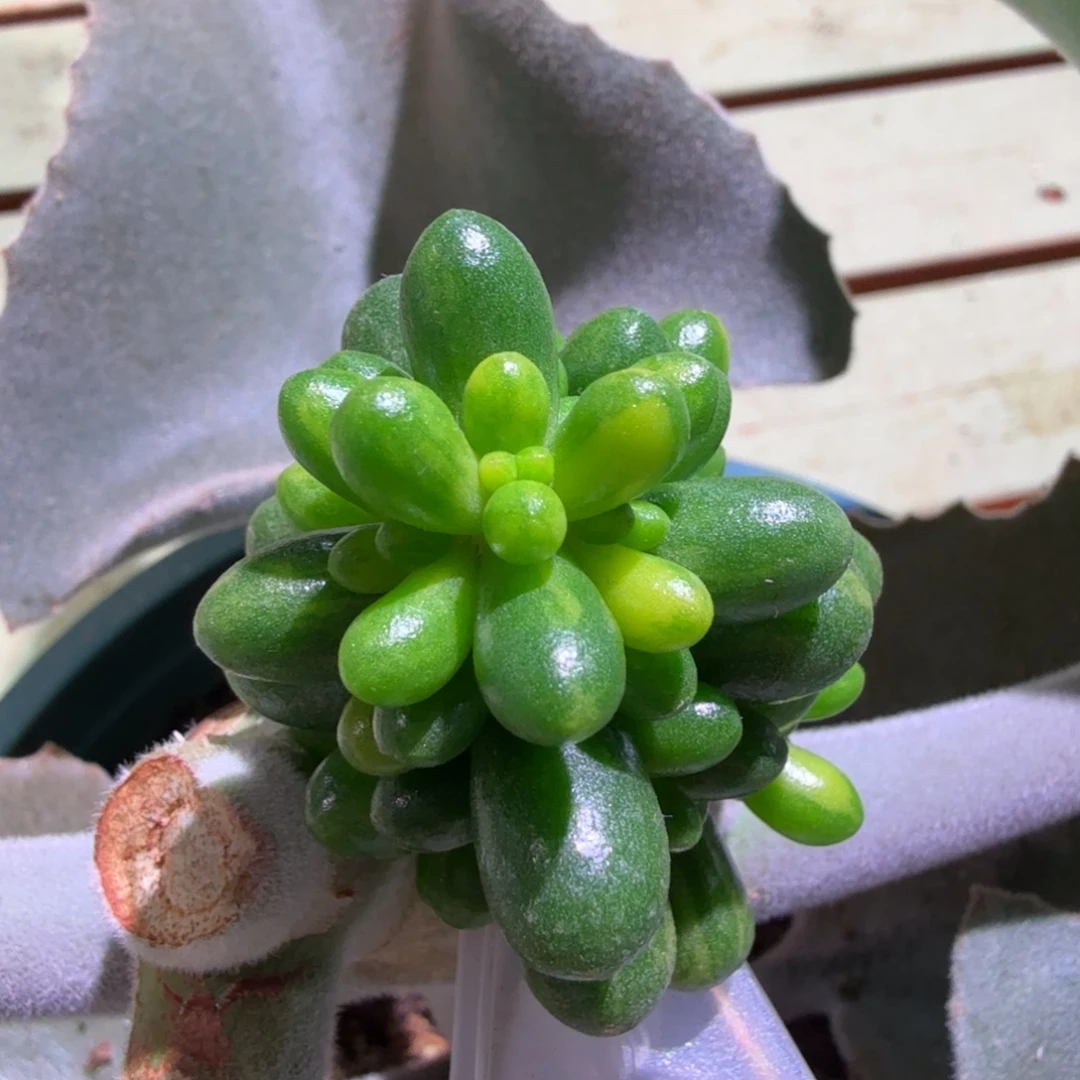 绿龟卵锦，锦上园艺一物一拍