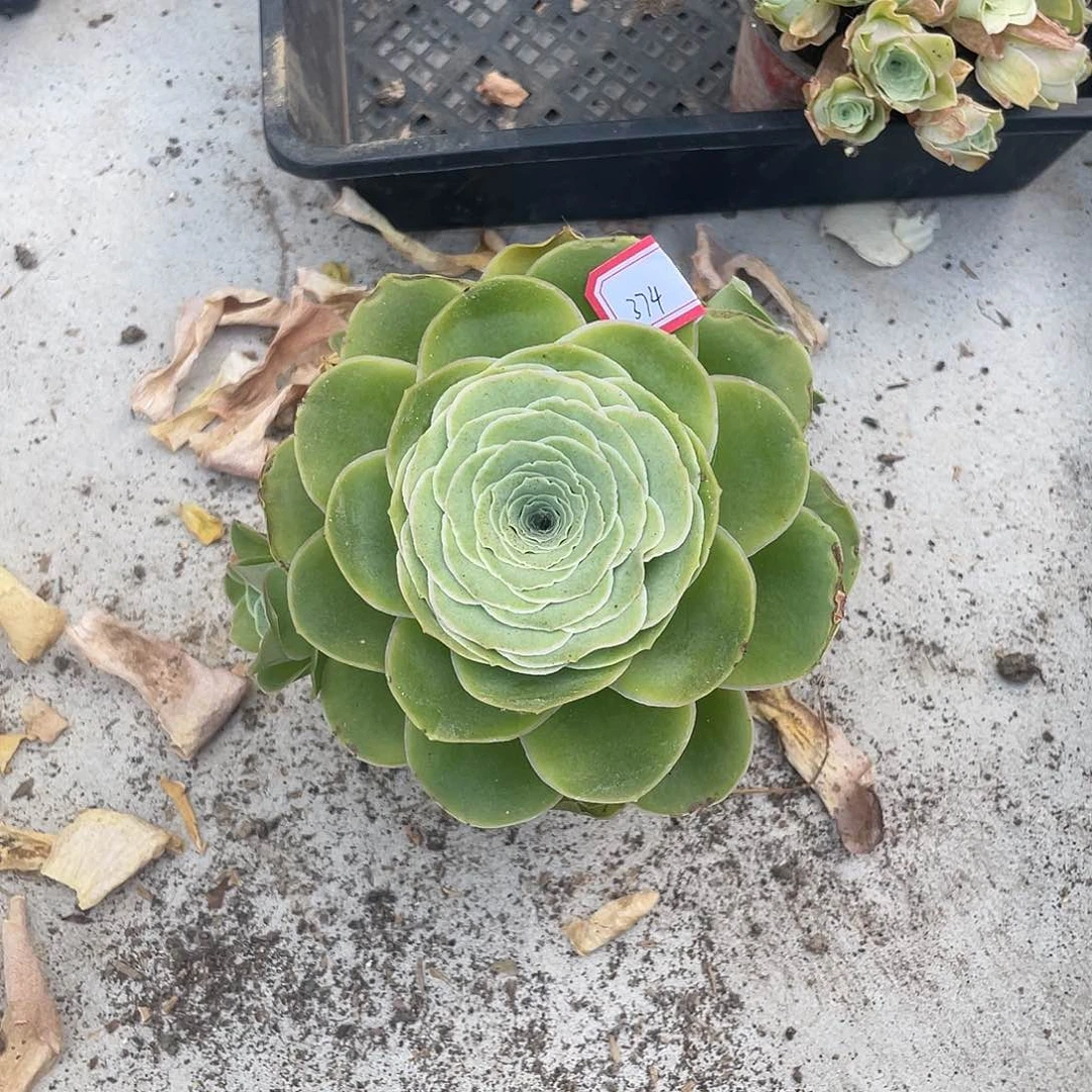 山地玫瑰多肉不售后 374