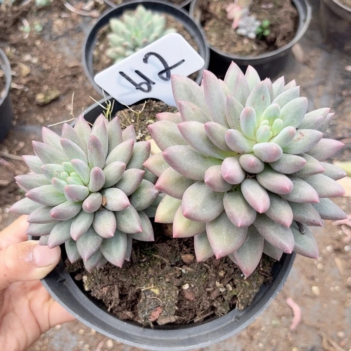 晨语肉一物一拍6/2