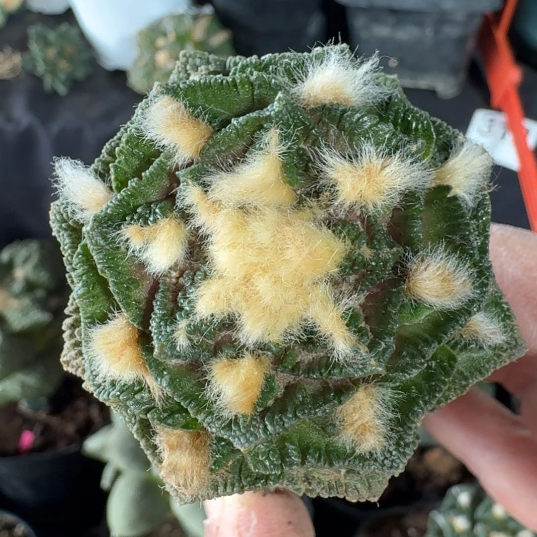 【闪购商品】金毛大尤螺旋辛顿