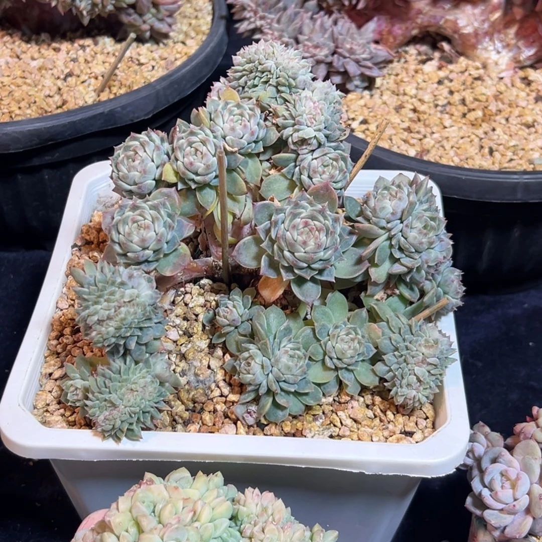 新年快乐 新年快乐