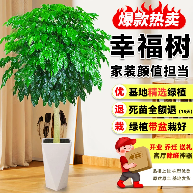 【顺丰包邮】1.4米--1.6米幸福树盆栽办公室内客厅新家吸甲醛好养活
