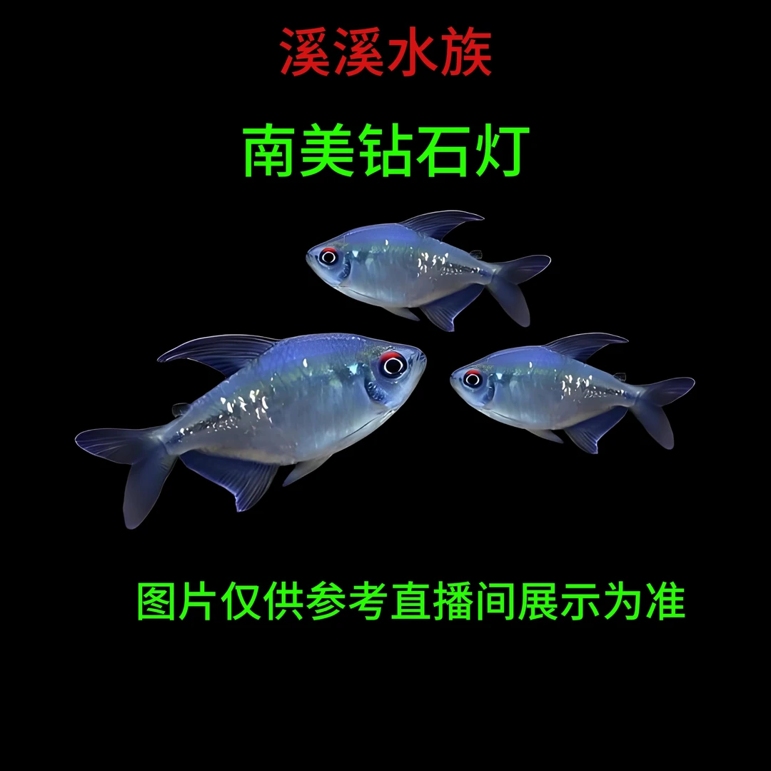 南美钻石灯热带观赏鱼颜色丰富群游好养适合新手