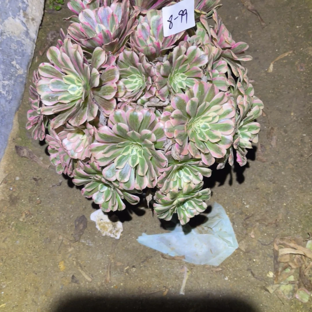 12-8-99粉铜绣球法师锦