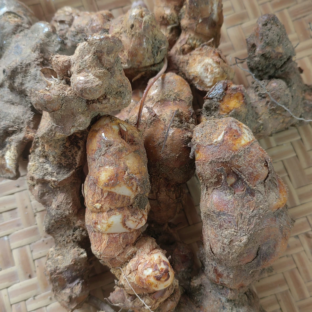 广东新鲜纯野土茯苓 肉大饱满 煲老火靓汤