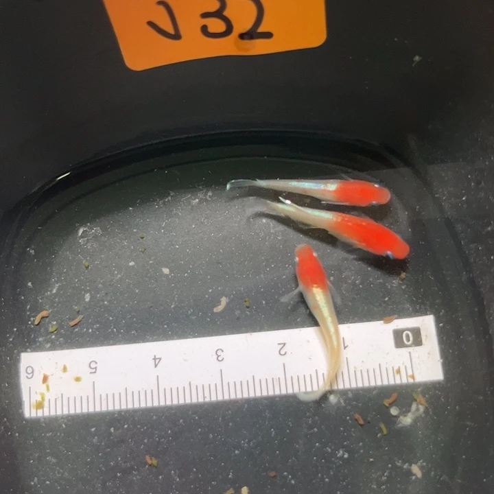 青鳉鱼赤壁红白单顶三尾