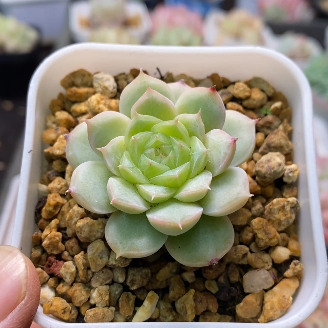 精品多肉一物一拍不包整316