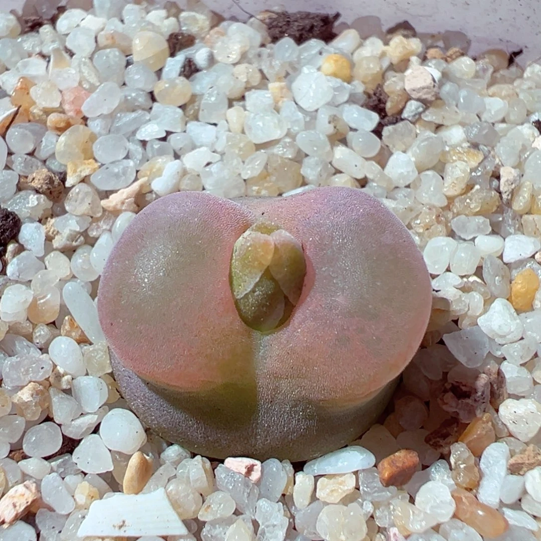 1103-297多肉多肉毛毛