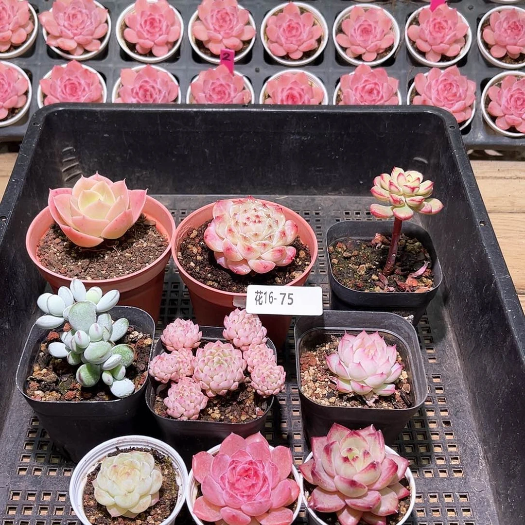 花利美16-75框拍9颗