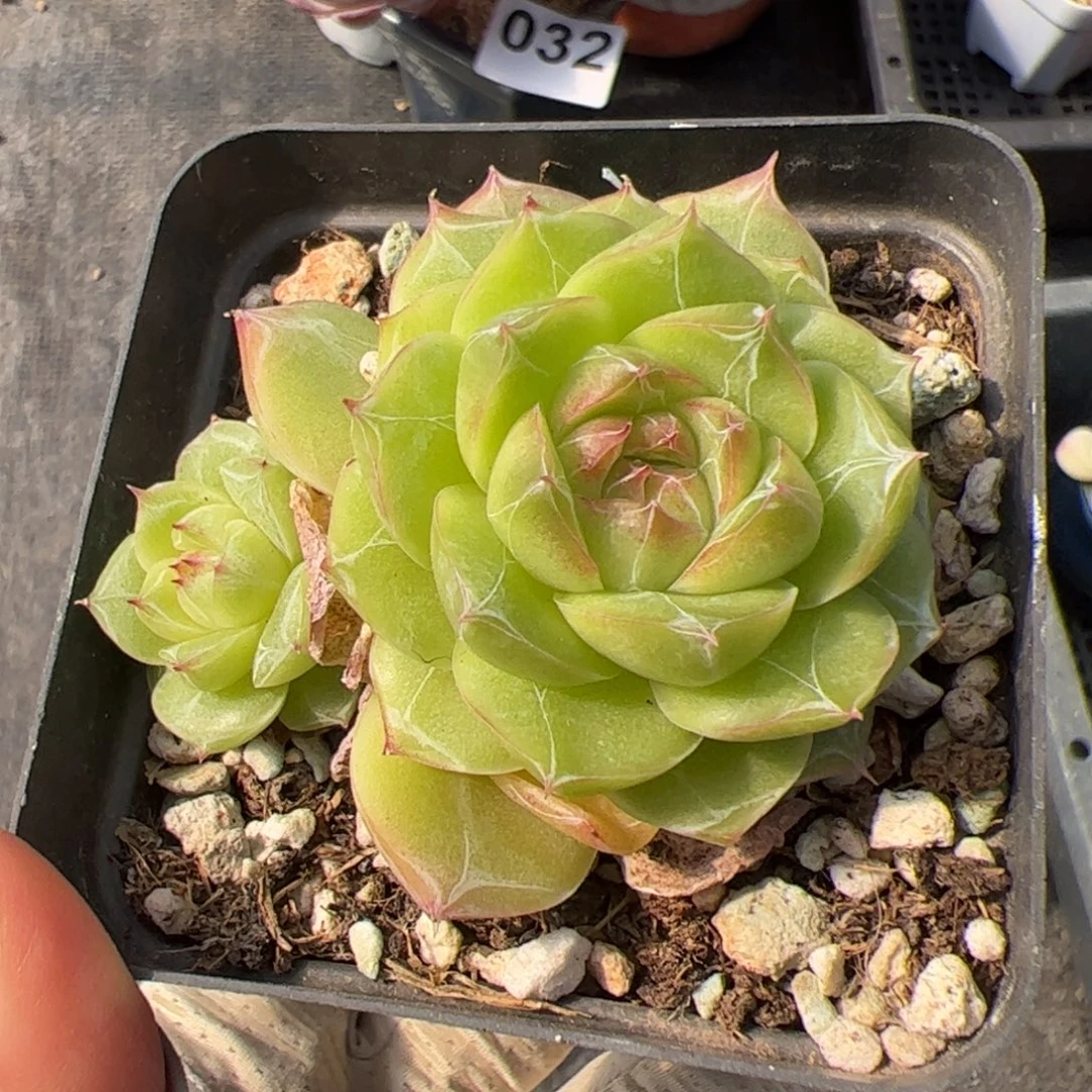 蚊***子067 多肉植物组合盆栽