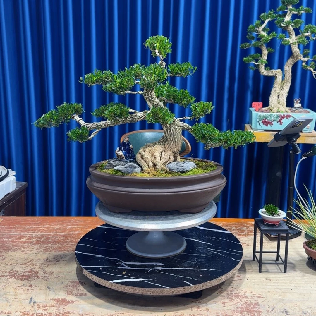 黄杨室内室外盆景艺术