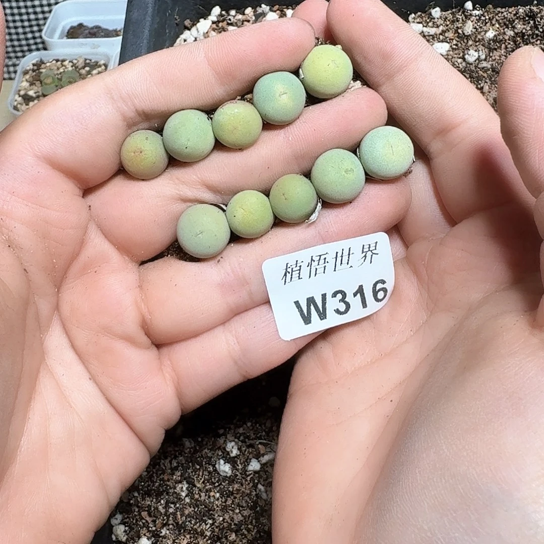 316号多肉植物哇f g
