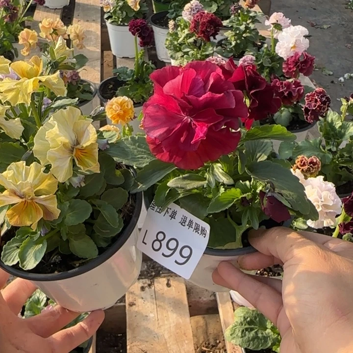 佳***D无花朵L899两棵小苗默认苗晃零下5勿拍