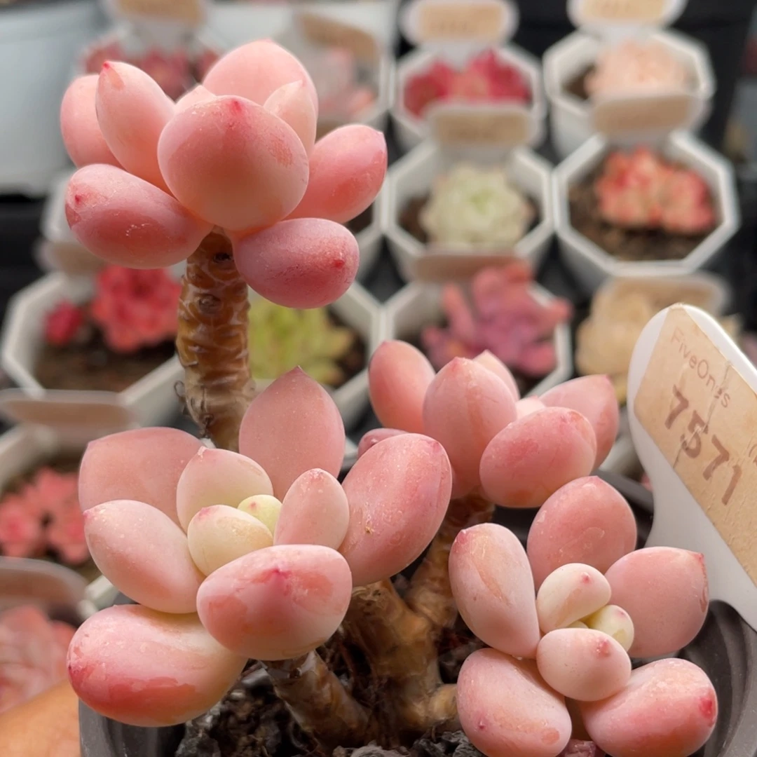 洛神7571-8.5厘米