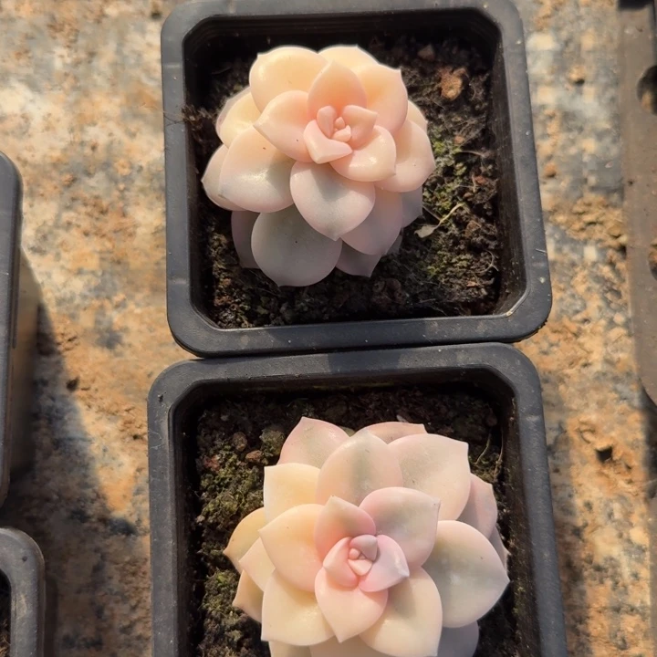 粉紫颗锦一刻的锦