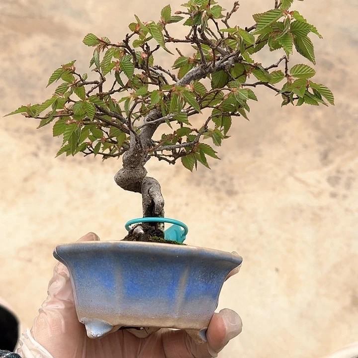 红陶景****馆鹅耳枥顺丰到付