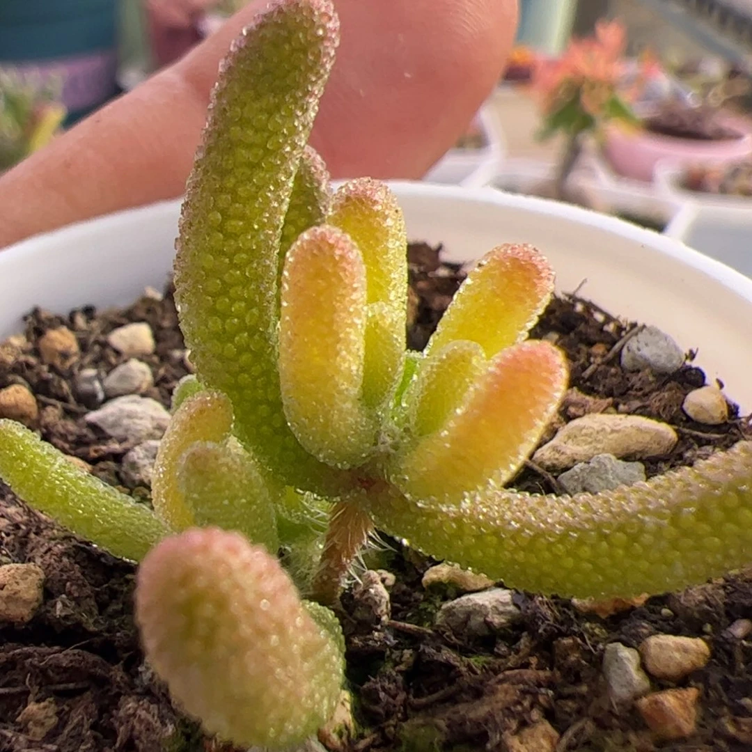 多肉植物枝干钻石黄化锦