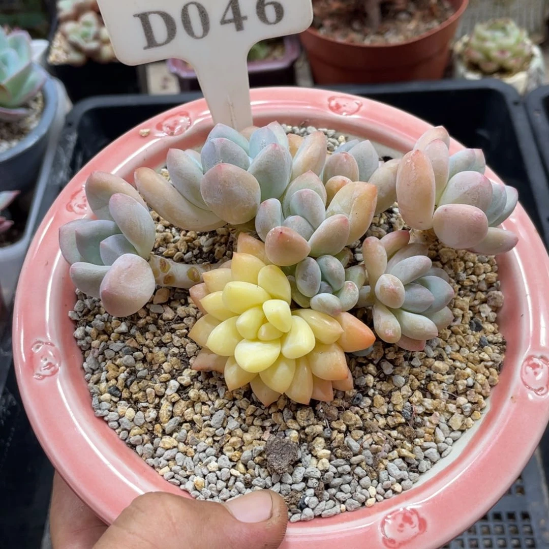 046香水锦不带盆12厘米