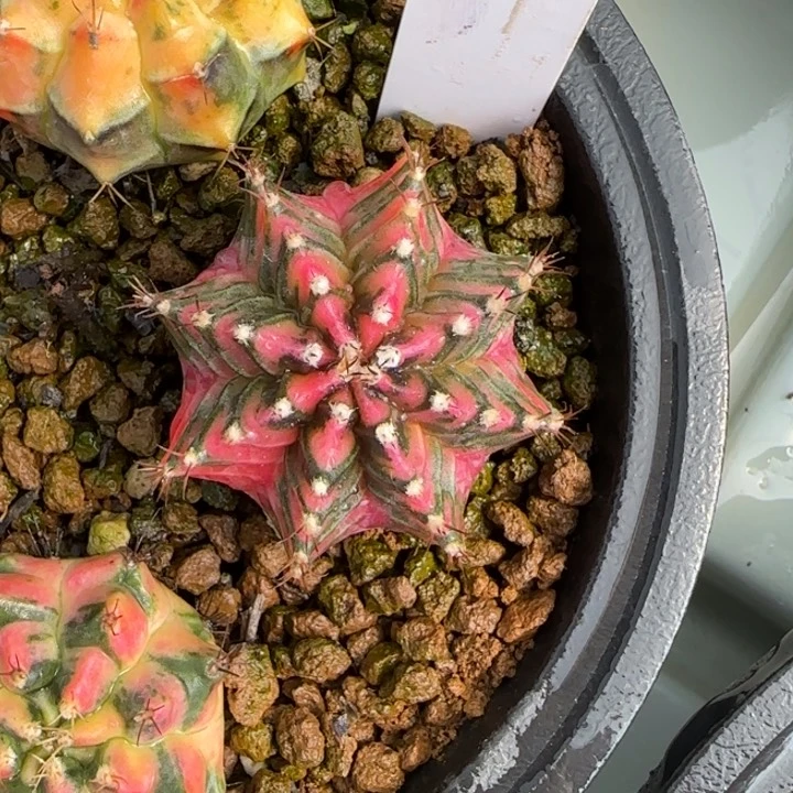 46-0209脱土发多肉