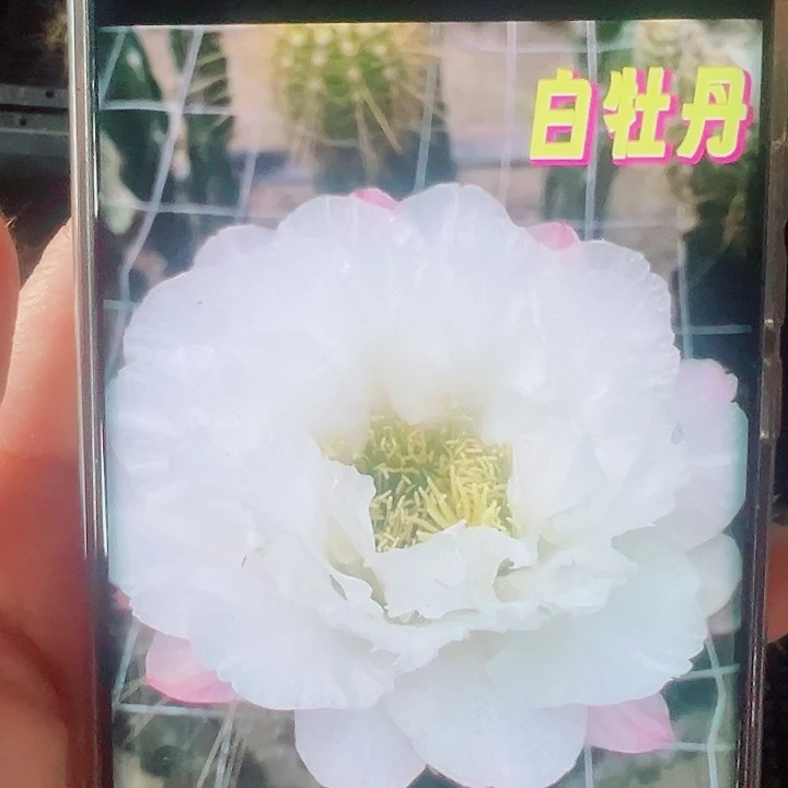 毛花柱白牡丹侧芽拍一发二