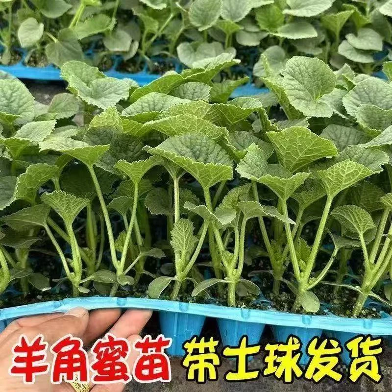 【正宗羊角蜜秧苗】春秋种当季新鲜应季根系发达颗颗爆盆连续挂果
