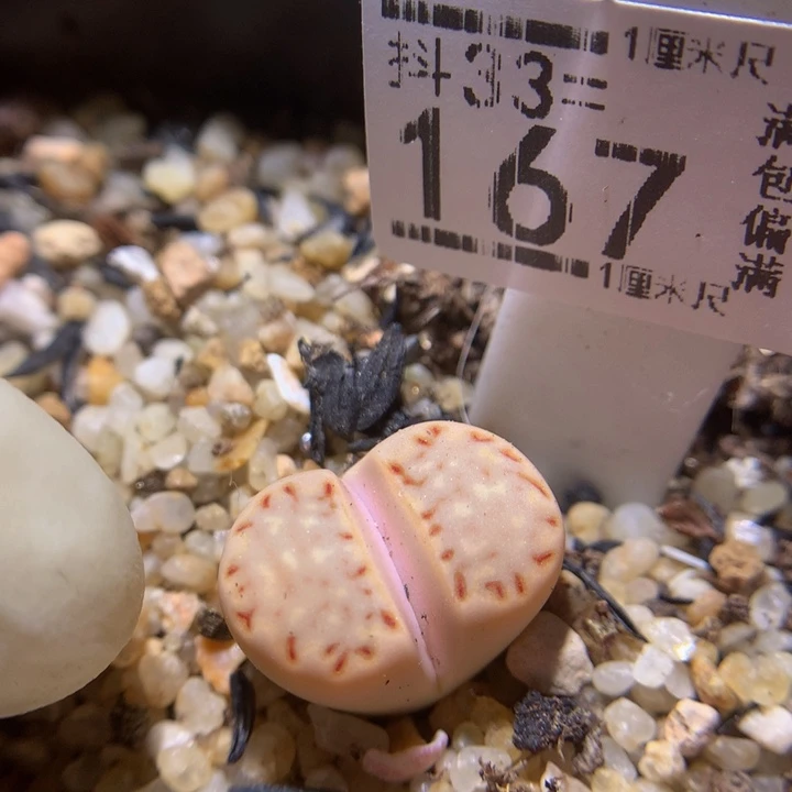 精品生石花33.167